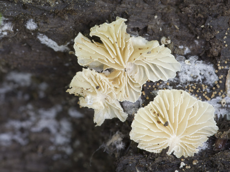 Crepidotus malachioides